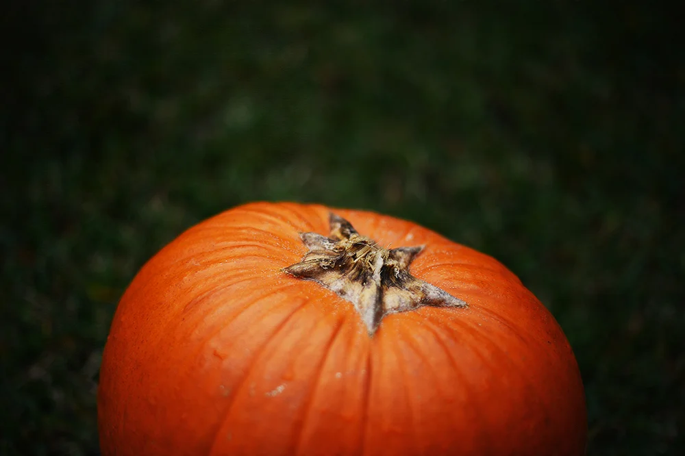 131101pumpkin.jpg