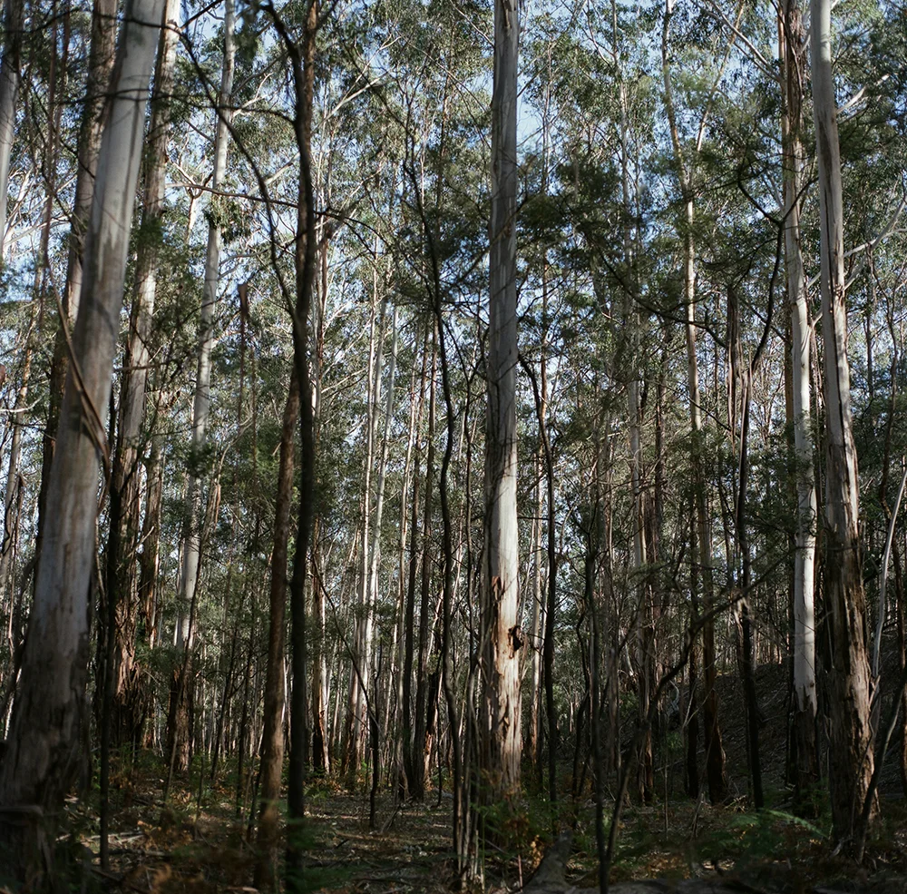 131108hassieaustralia5.jpg