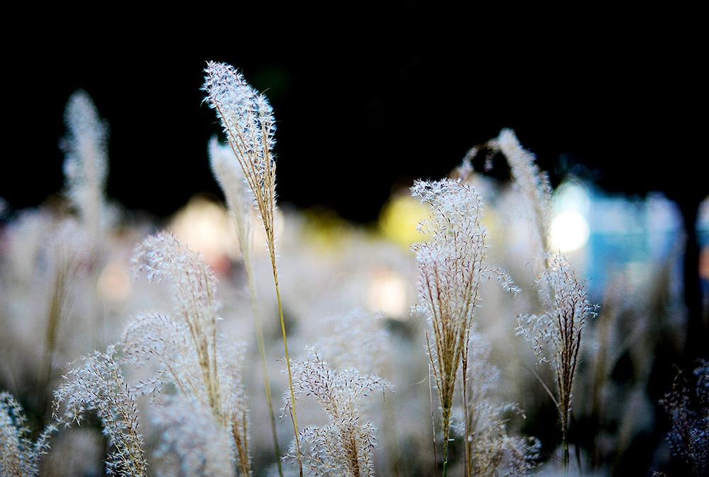 131203wheat.jpg
