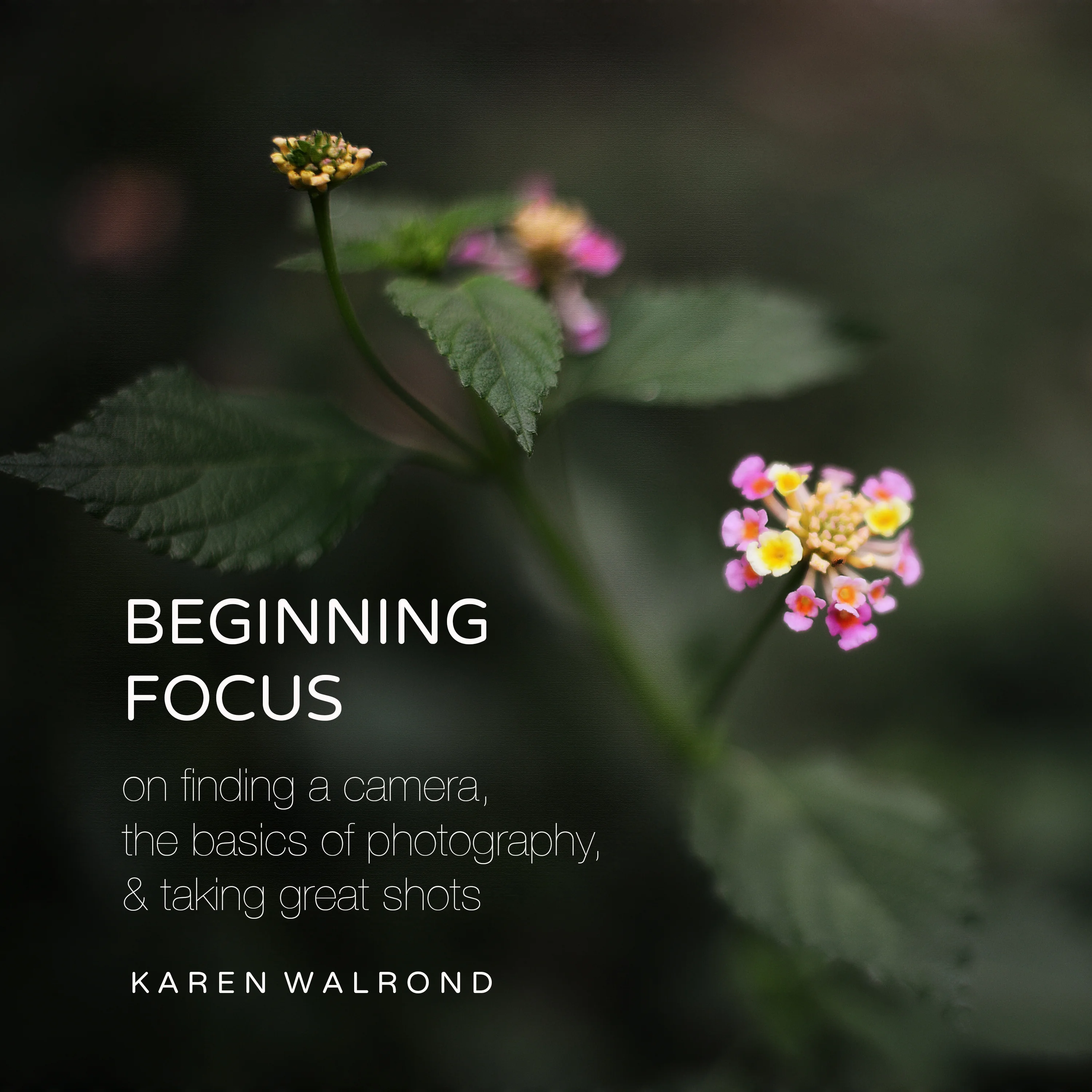 beginning focus:  on finding a camera, the basics of photography & taking great shots