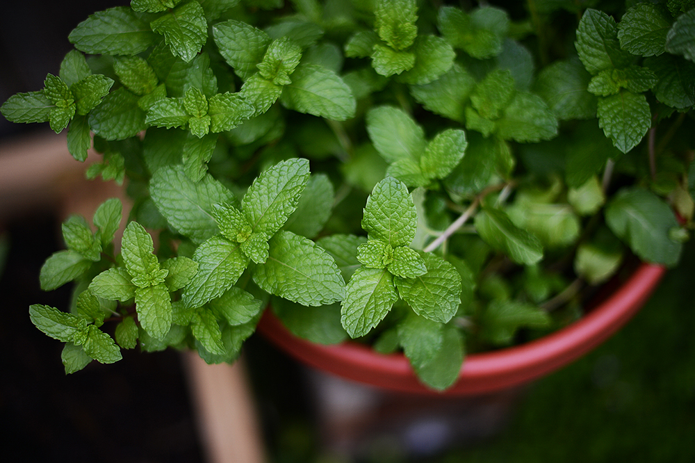 My mint. This plant has gone nuts -- so glad it's in a pot, or it would have been out of control. Mojitos for everyone!