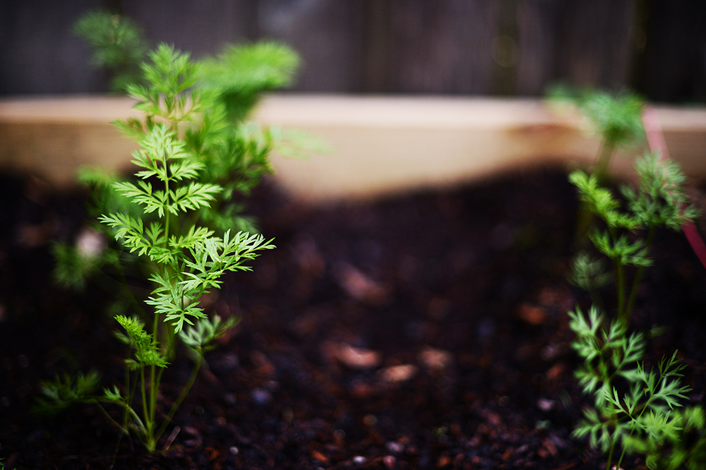 The carrots that Alex insisted that we plant. I'm not holding out much hope for these, as everyone tells me they like cool weather, and we're about to run out of that here in Houston. Fingers crossed.