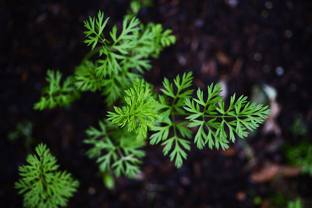 The carrot leaves are pretty while they last, though .