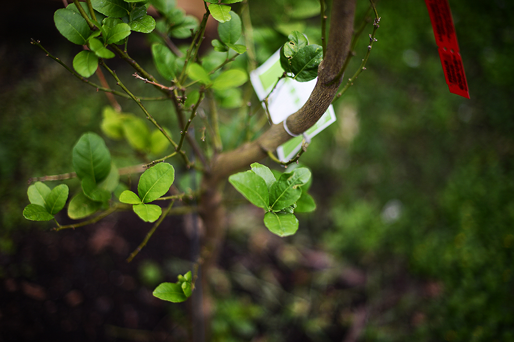 My lime tree, which provided some beautiful lime blossoms to photograph when I was putting together the Lime Retreats site, is healthy, but doesn't look like it's going to bear much fruit this year. &nbsp;We'll see. &nbsp;Hopefully next year we'll h…