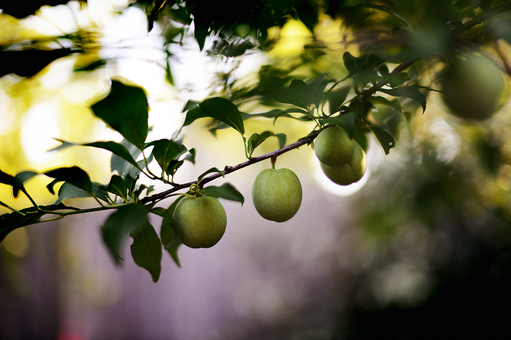 Marcus planted this plum tree last year, and it produced exactly one inedible fruit. After ignoring it for a year, this year it's positively laden with fruit -- so I co-opted this plant, decided it was part of my "garden," and began taking better care of it. Don't tell Marcus I took his tree.