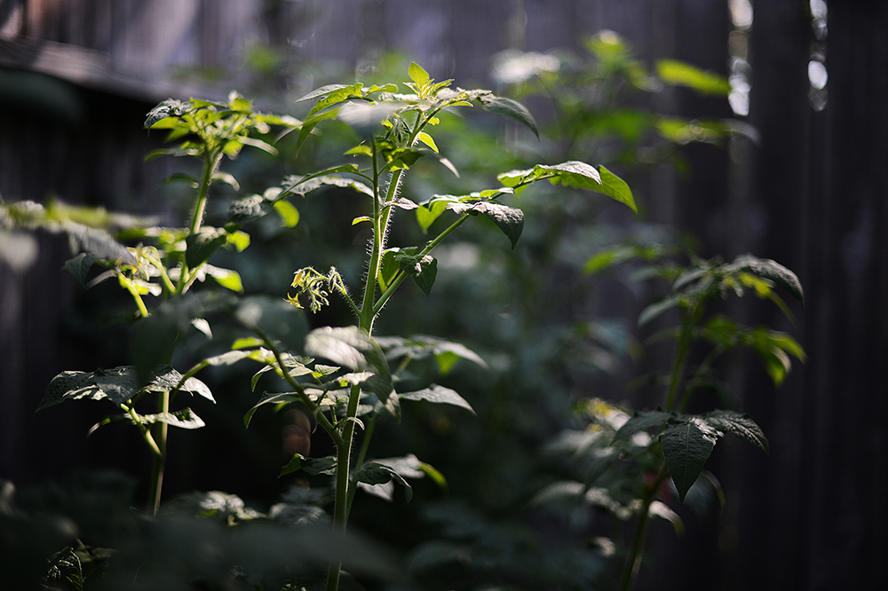 My tomato plants have gone positively insane -- they're now taller than me, and frankly, this makes me incredibly nervous. I've always known tomato plants to be no more than 3 or 4 feet, but Gayla assures that this is because that's the type of tomato plant that she's seen in the Caribbean, and therefore likely what I grew up with -- but this is a different type. I want to believe her, but this seems a bit "body-snatcher" to me.