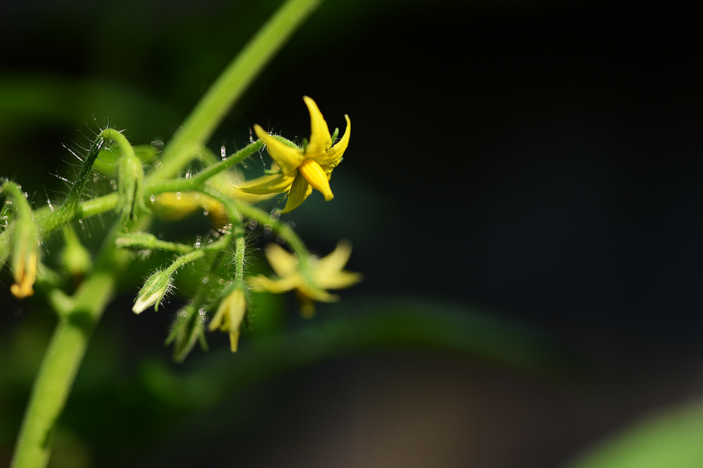 The tomato plants have pretty flowers, though.