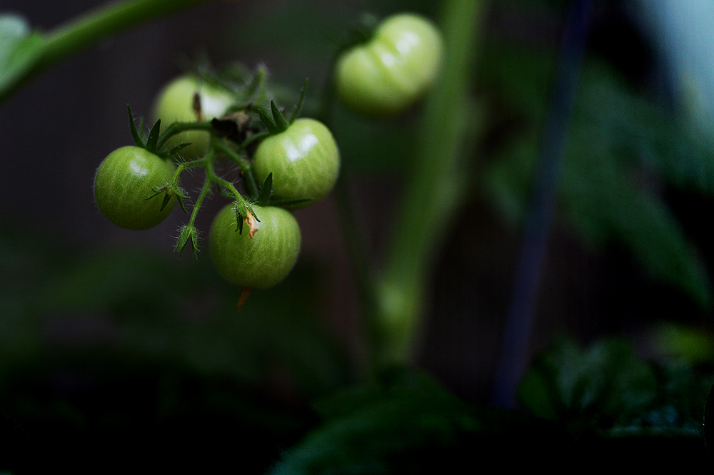 Also, tons of fruit. So far, only two have ripened , but given how many are still on the vine, there may be lots of cherry tomato BLTs in our future.