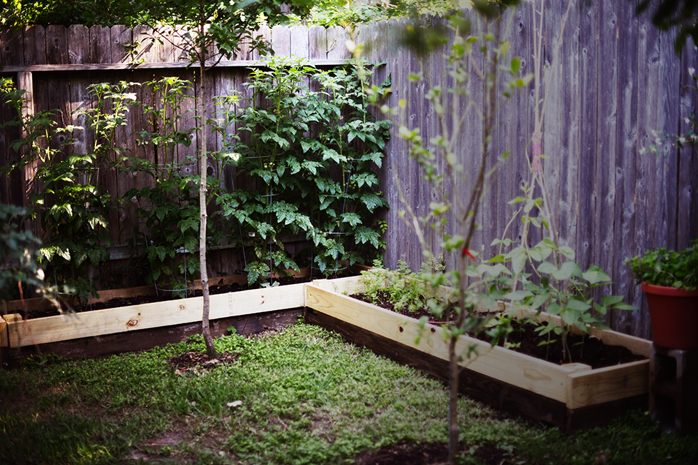 Finally, stepping back, this is what my little vegetable patch looks like today. For comparison, this is what it looked like when I started out about 9 weeks ago.