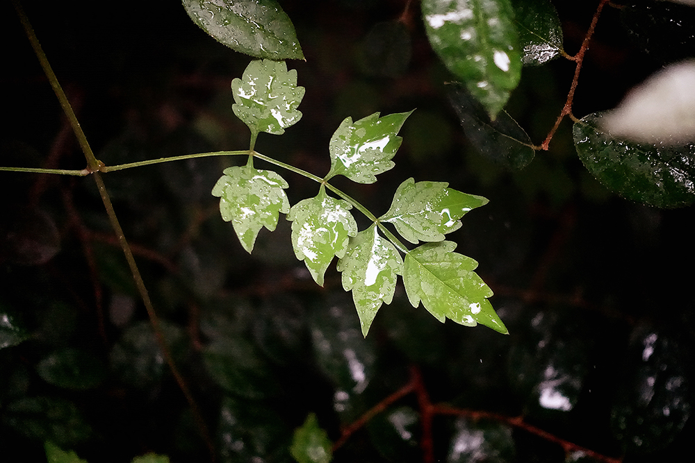 1/500 sec; f/2.8; ISO 6400