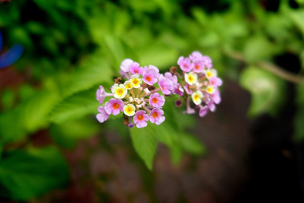 1/2000 sec; f/1.8, ISO 250
