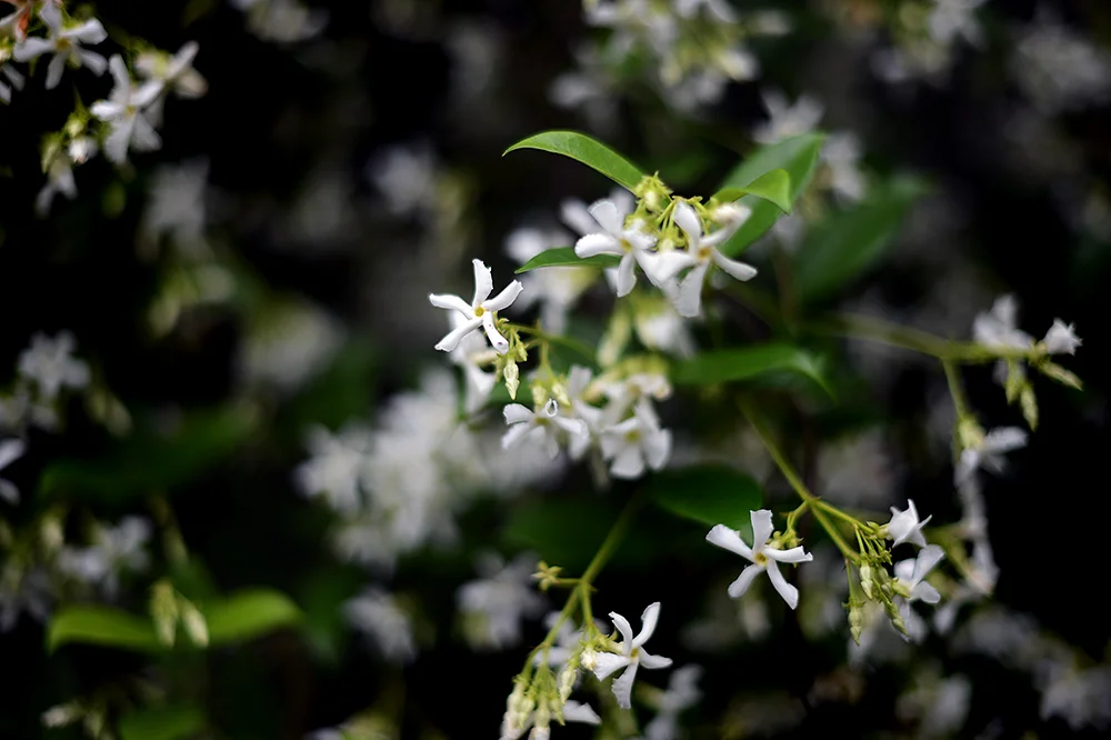 jasmine in my mind — KAREN WALROND CHOOKOOLOONKS