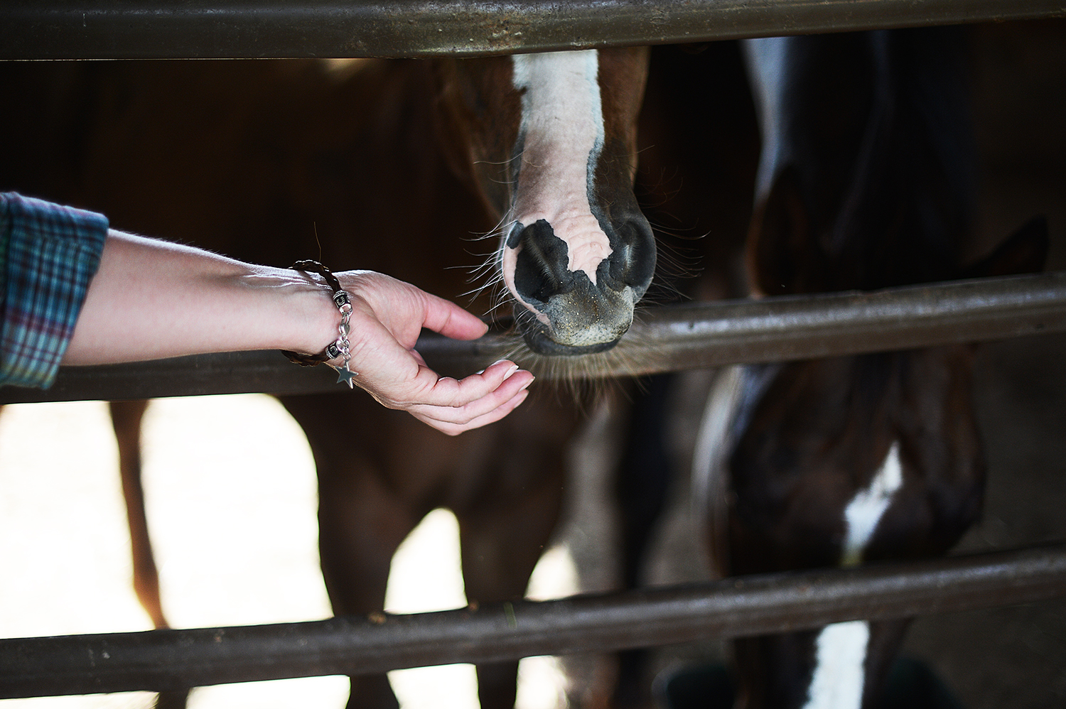 (five) &nbsp;I spent an hour one afternoon at a small ranch/mental health facility learning about equine therapy for my job. &nbsp;Related: I have the coolest job.