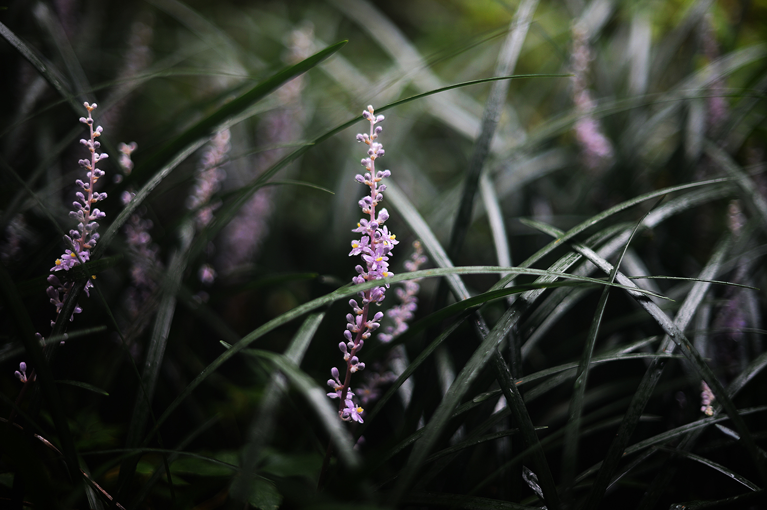 (three) &nbsp;From our obscenely overgrown front garden.