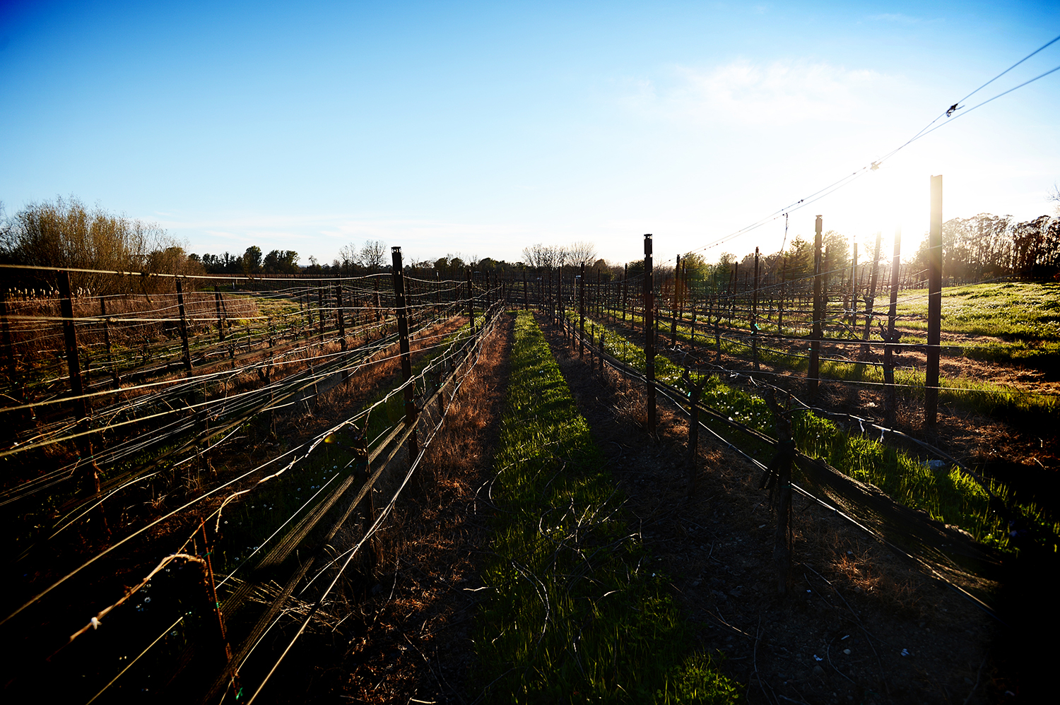 sonoma county, california, usa :: february 2013