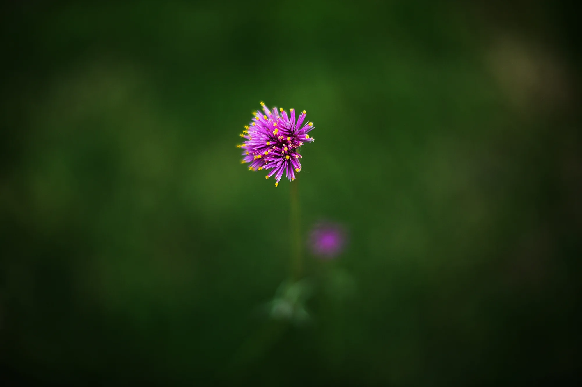 camera as self-care:  gratitude & meditation