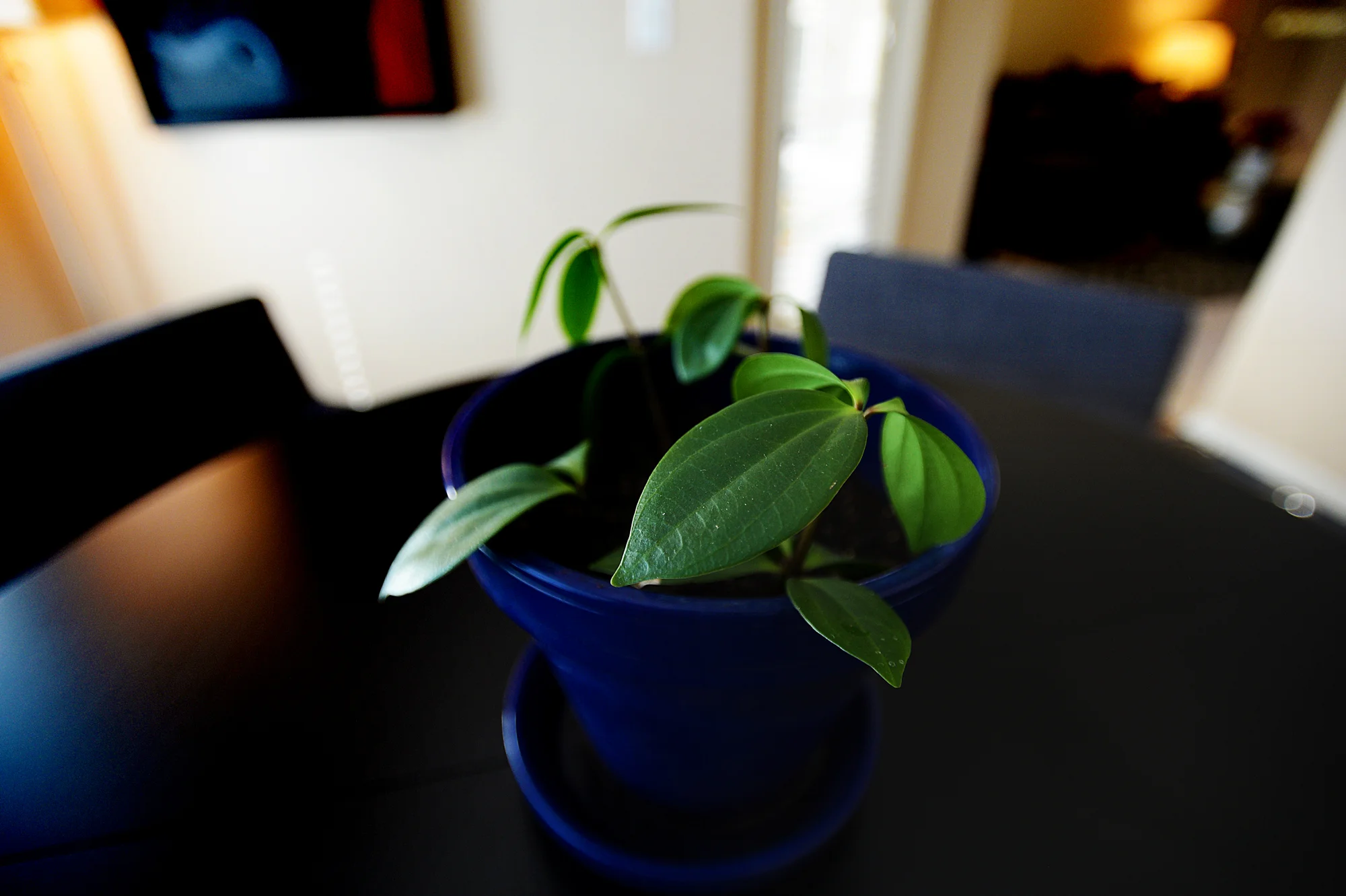 transplanted