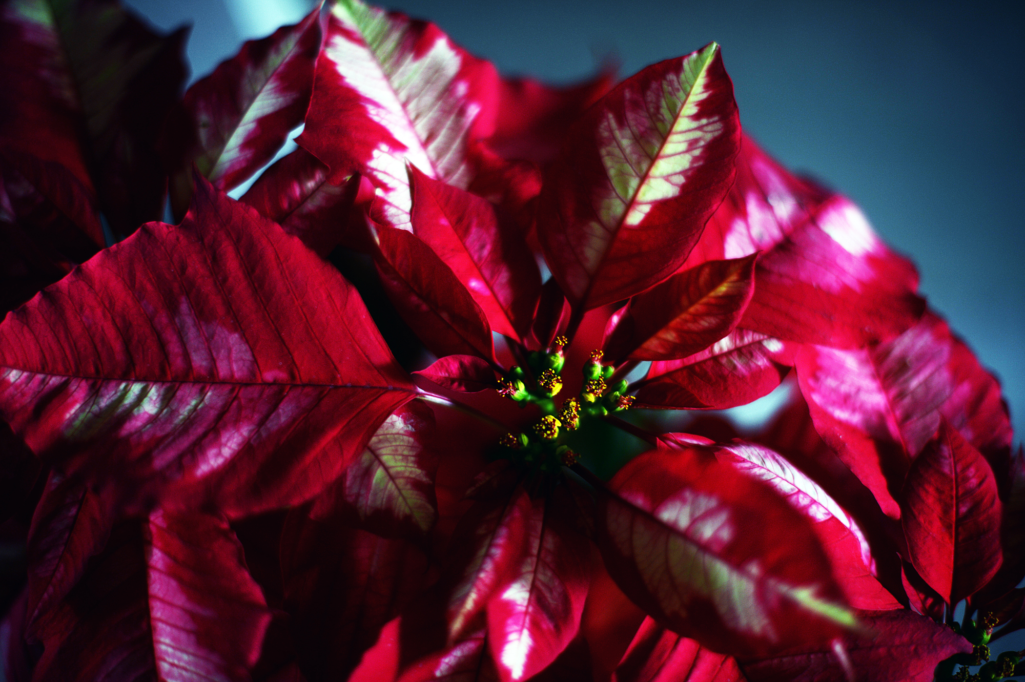 171205poinsettia.jpg