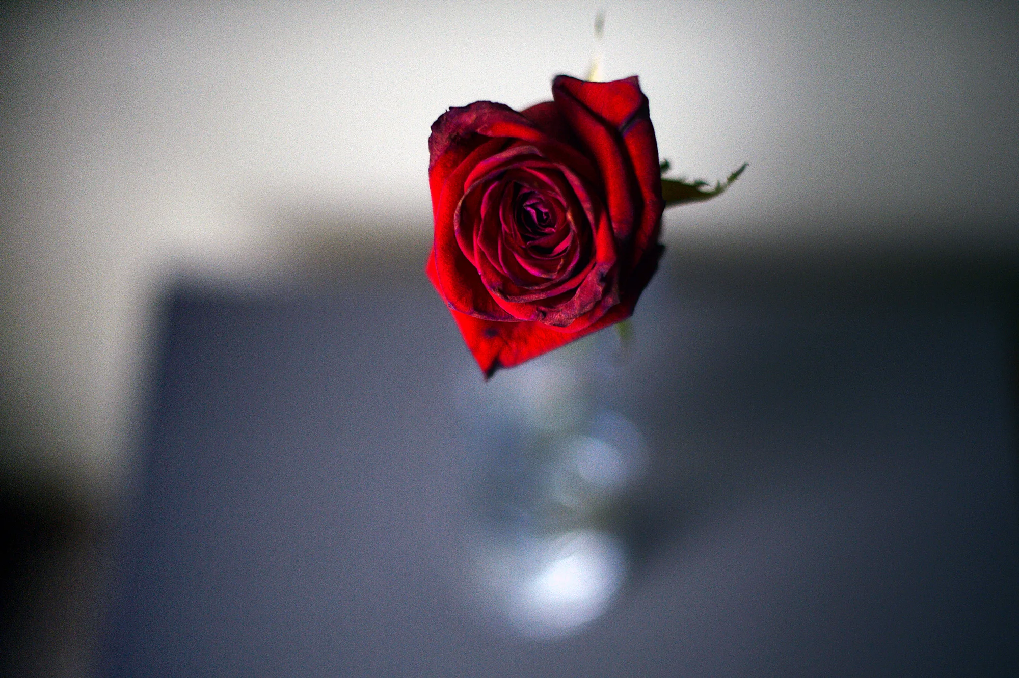 181119rose.jpg