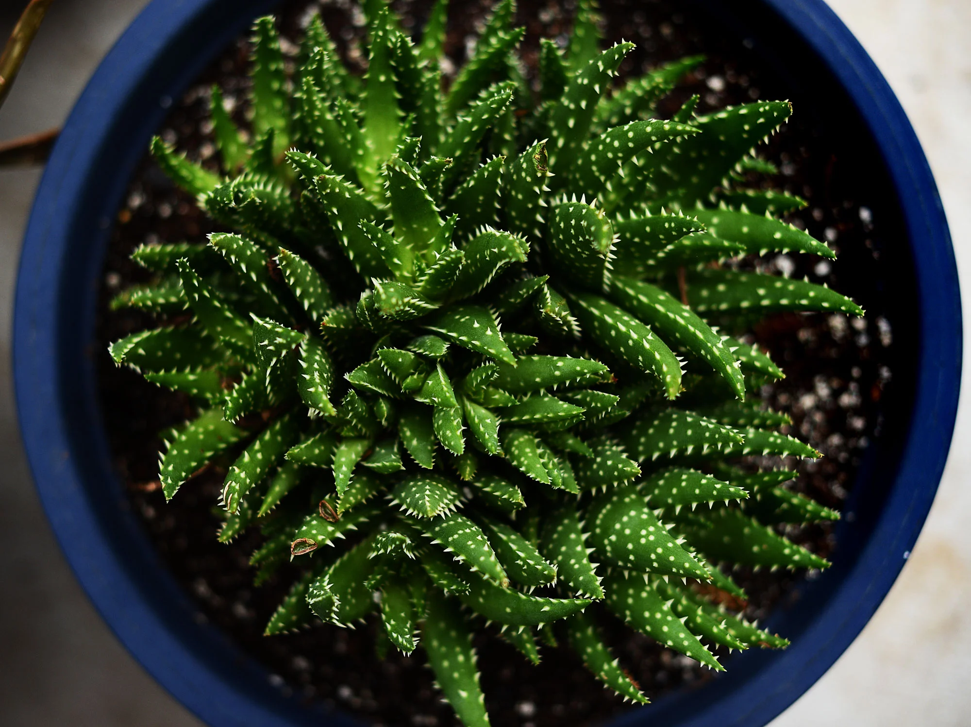 random thoughts on plants, obsessions and “playing hard to get”