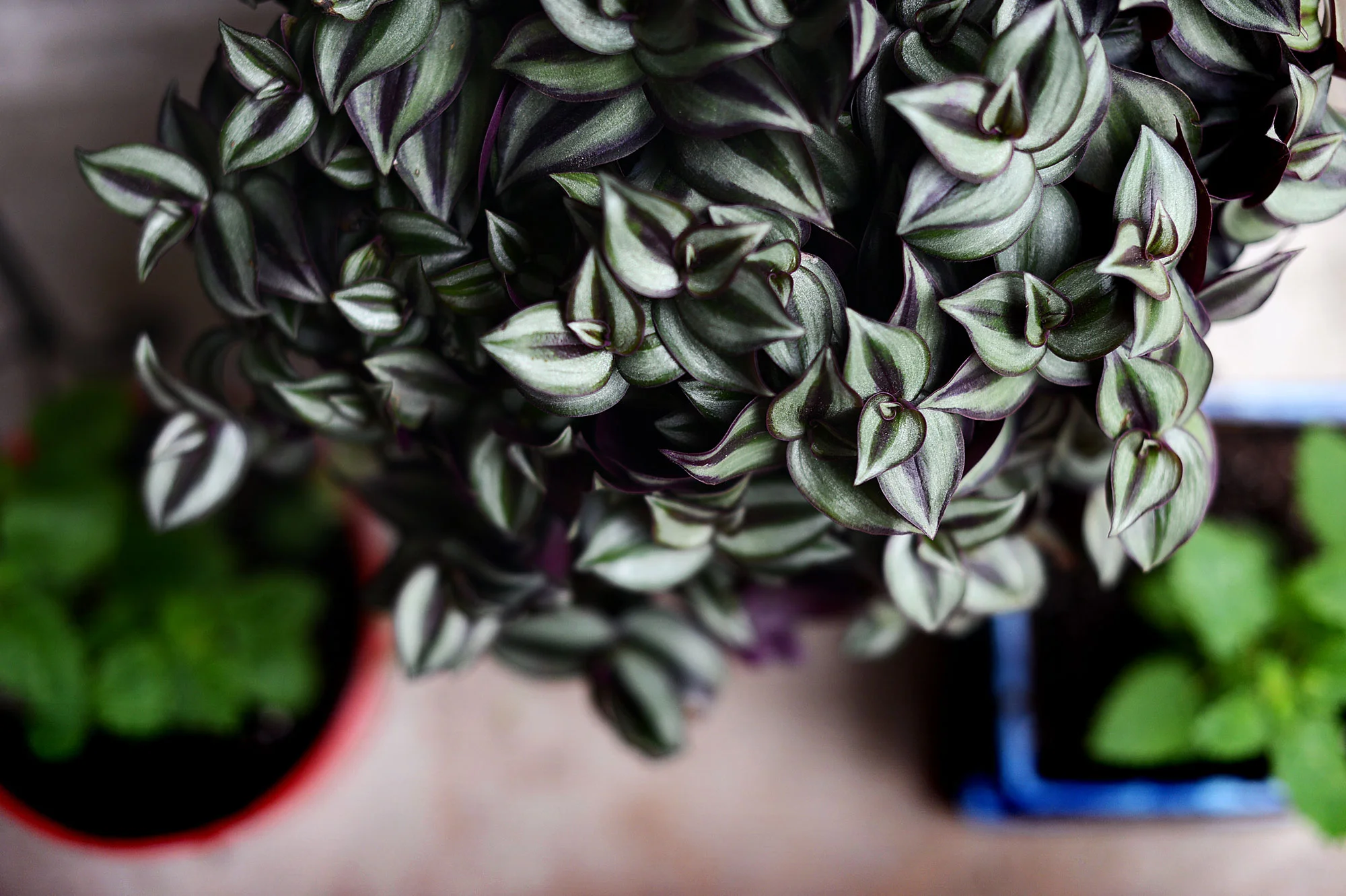A new plant we just bought, called “Wandering Jew.” I love this beauty. I think it’s going to eventually have to move indoors, though — Houston heat will likely end it. For now it seems happy, though.