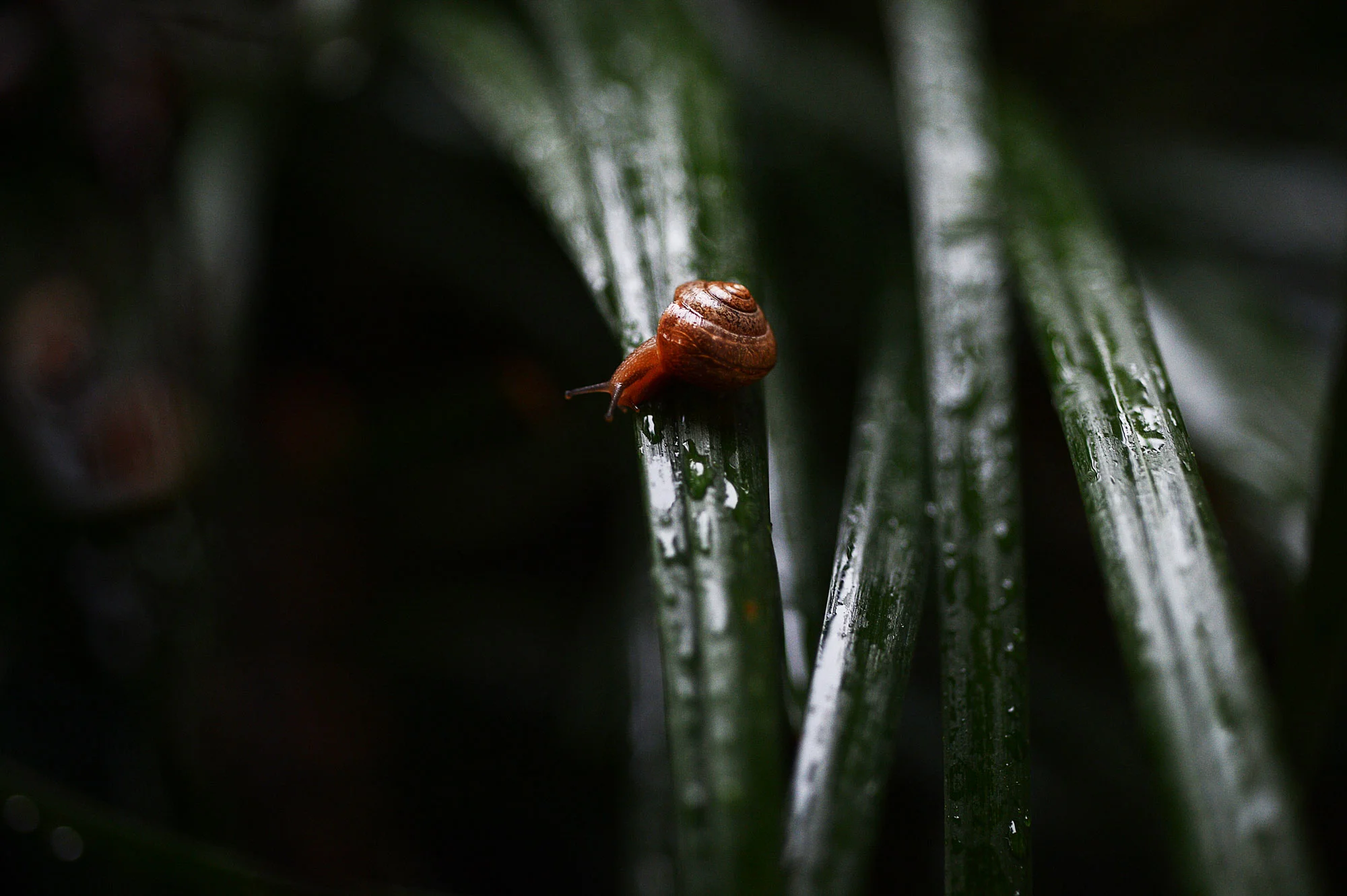 A photograph from our old front garden, taken about 6 years ago.