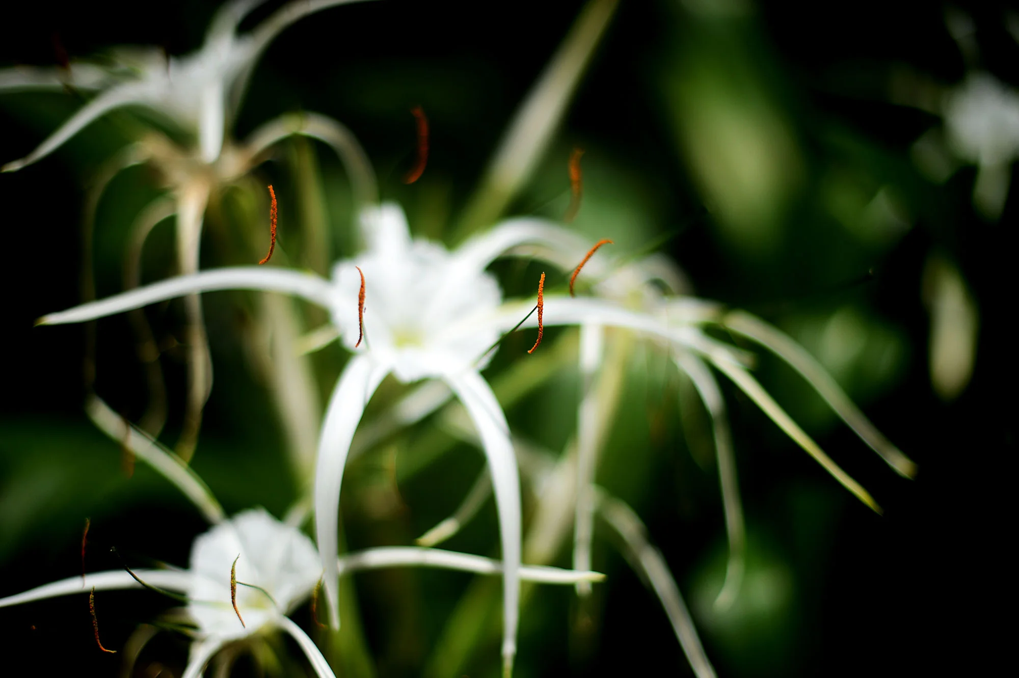 190701lily.jpg