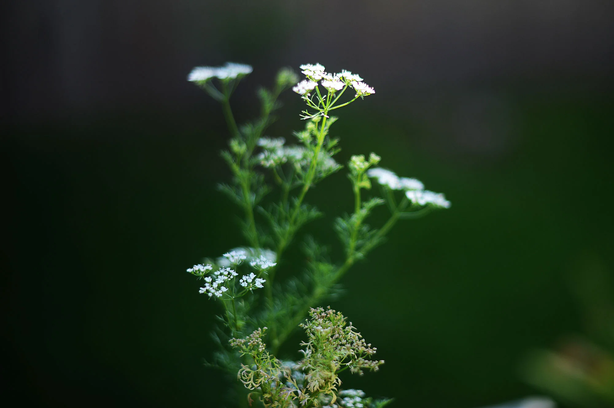 190726twagw.jpg