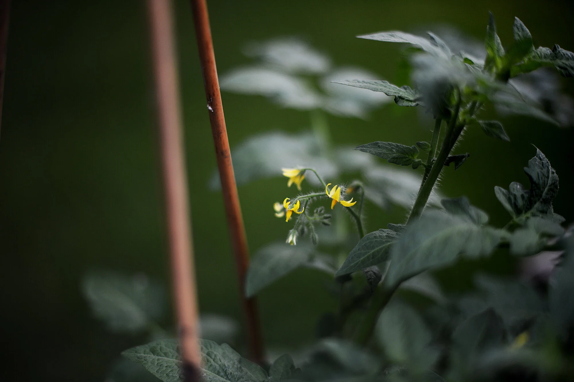 kickstarter coaching packages (only available until may 31st!)