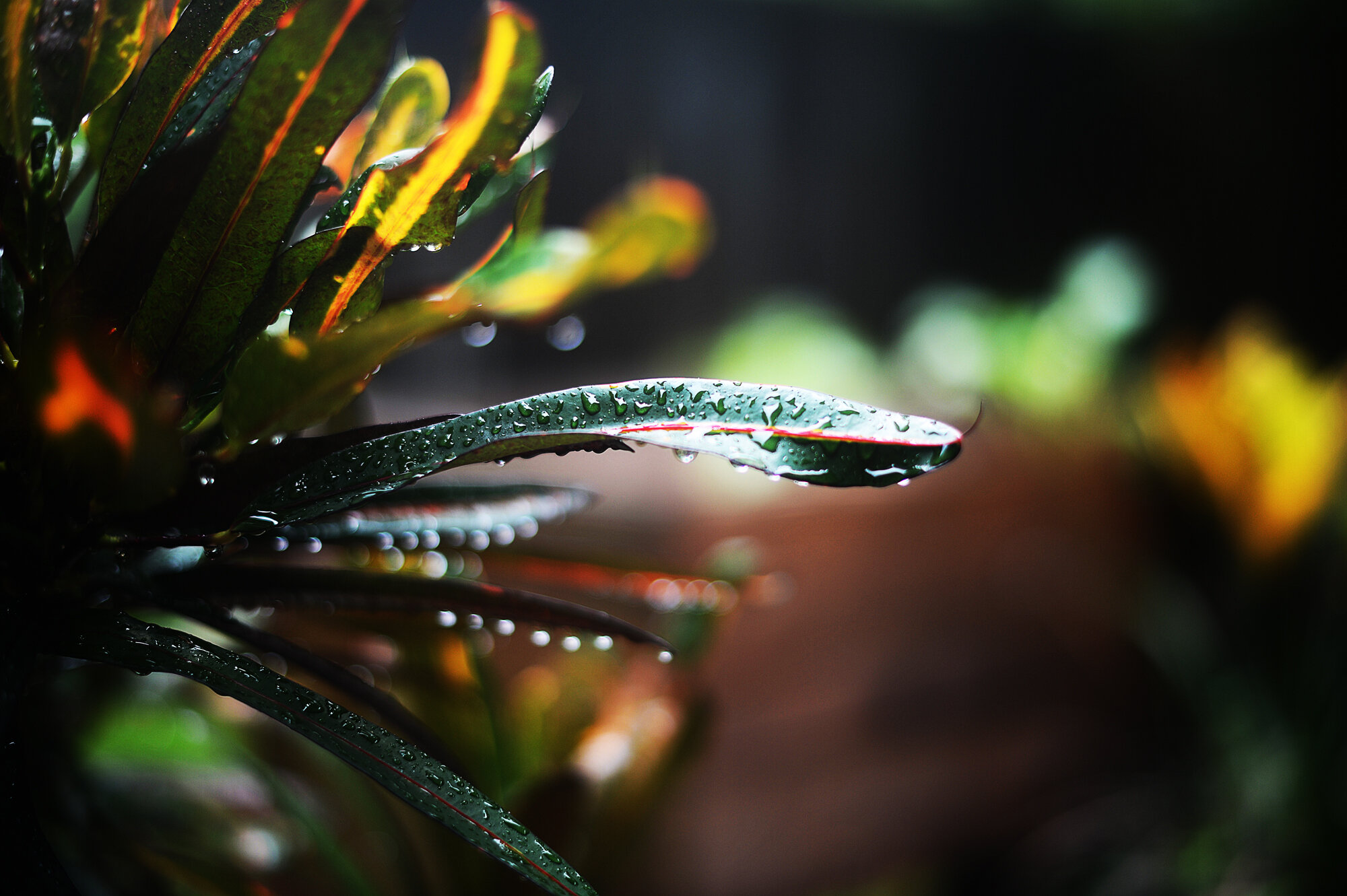 tropics (2/100)