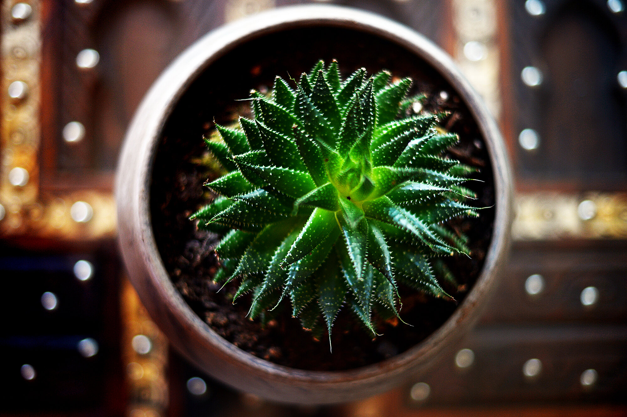 fierce and beautiful (6/100)