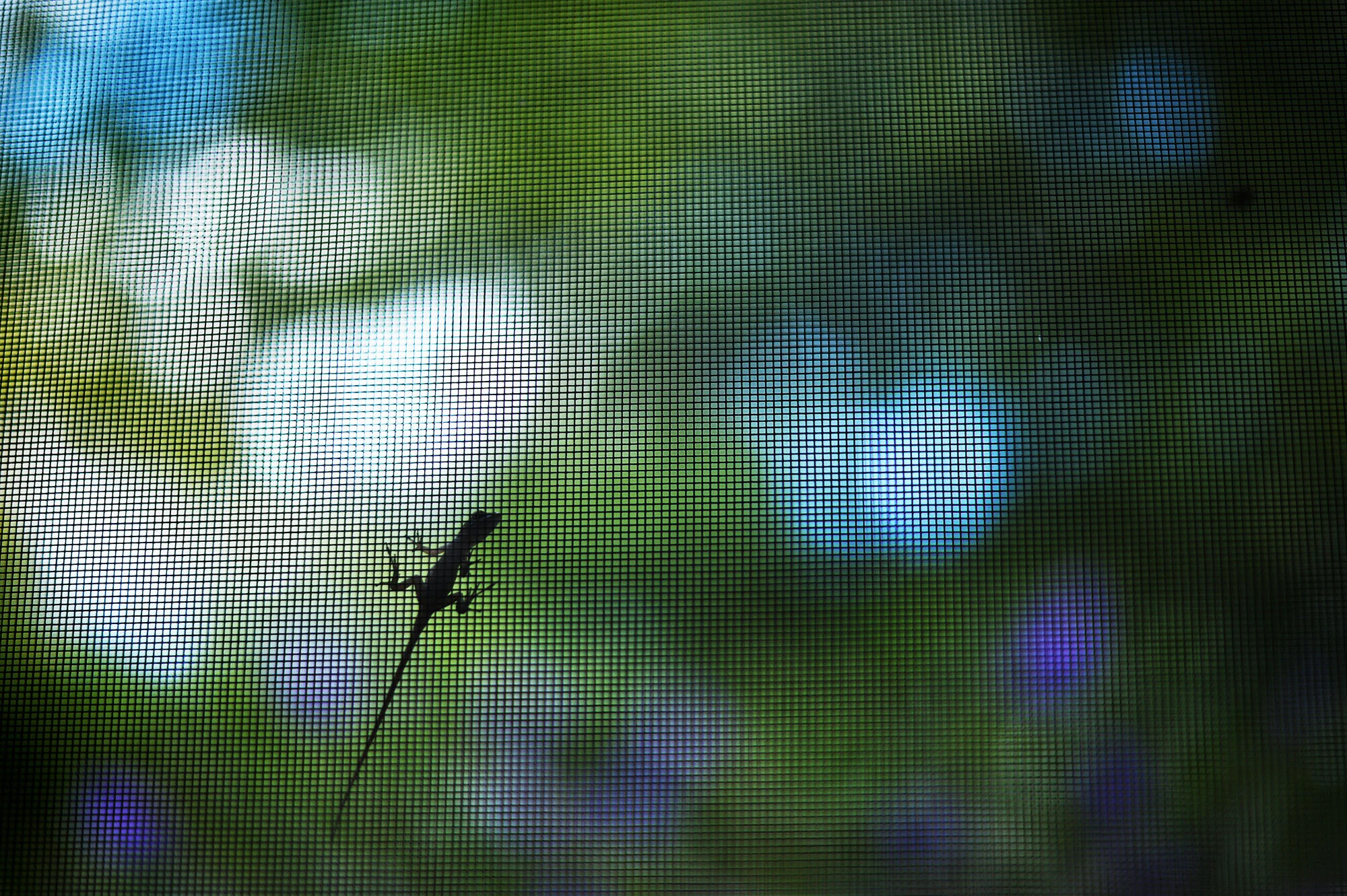 close call (34/100)