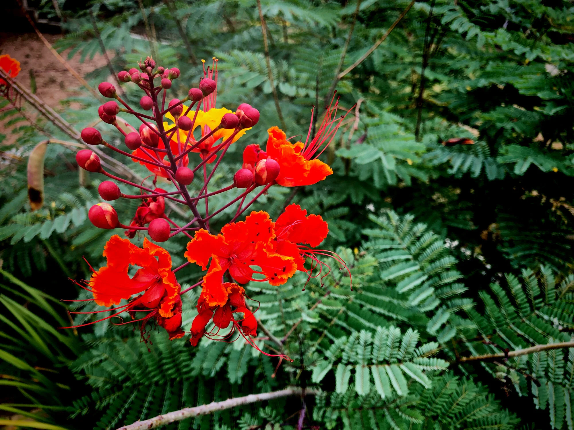 I was completely taken by this flower ... (42/100)