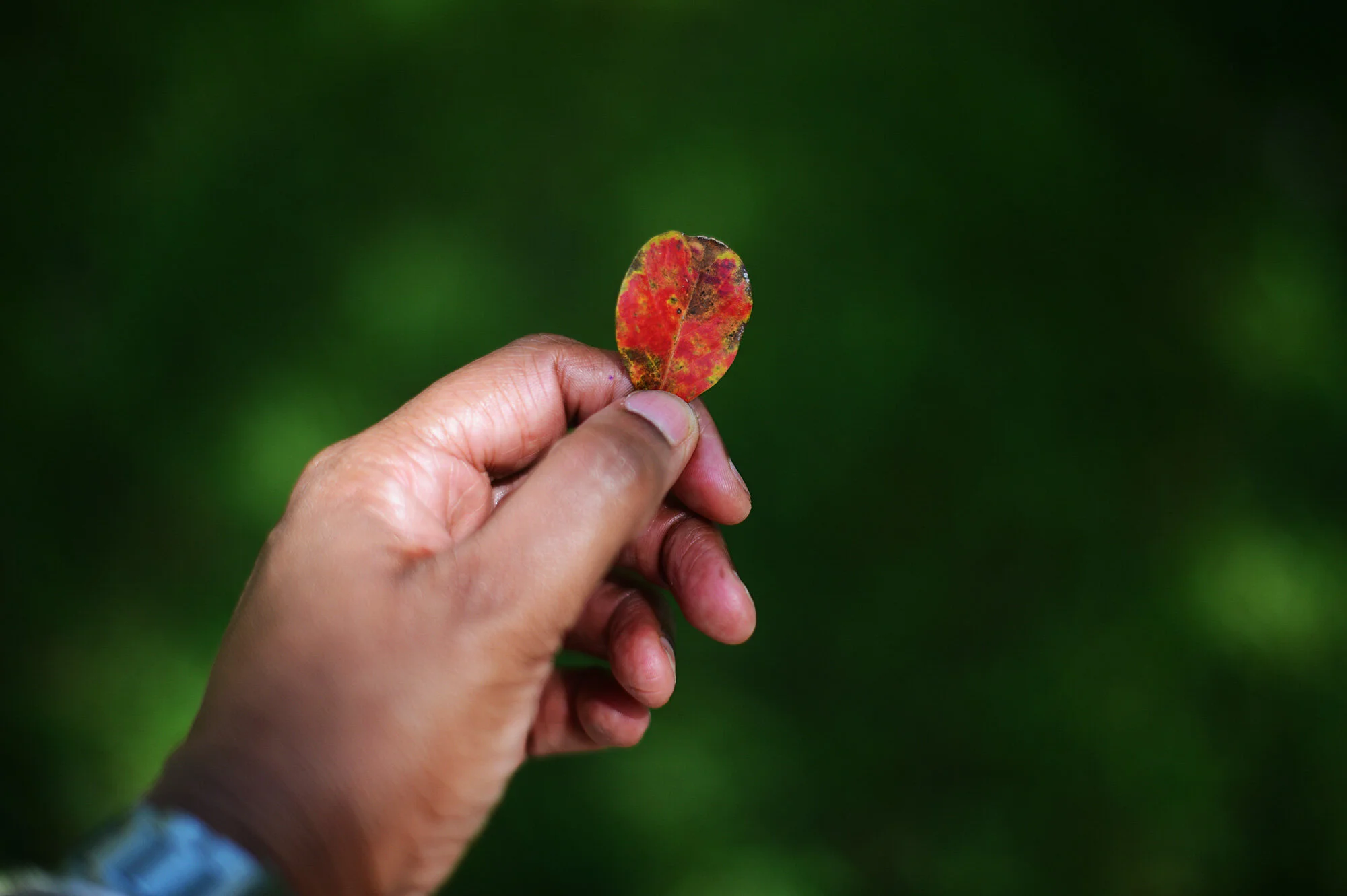 fine, alex, it's fall (49/100)