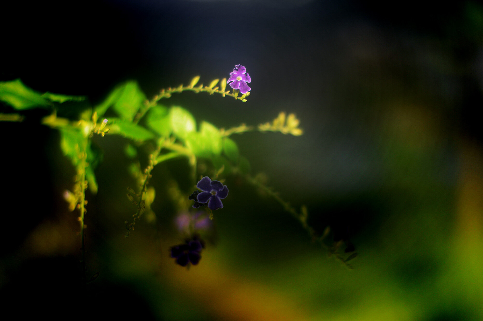 fall beginnings (54/100)
