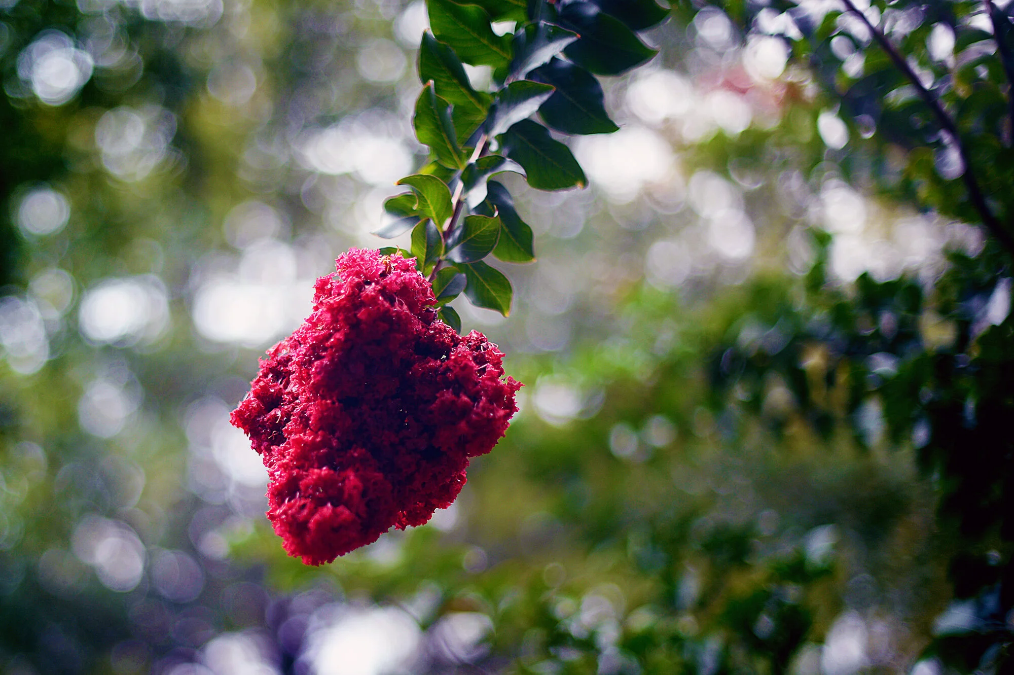 i'm listening, crepe myrtle (62/100)