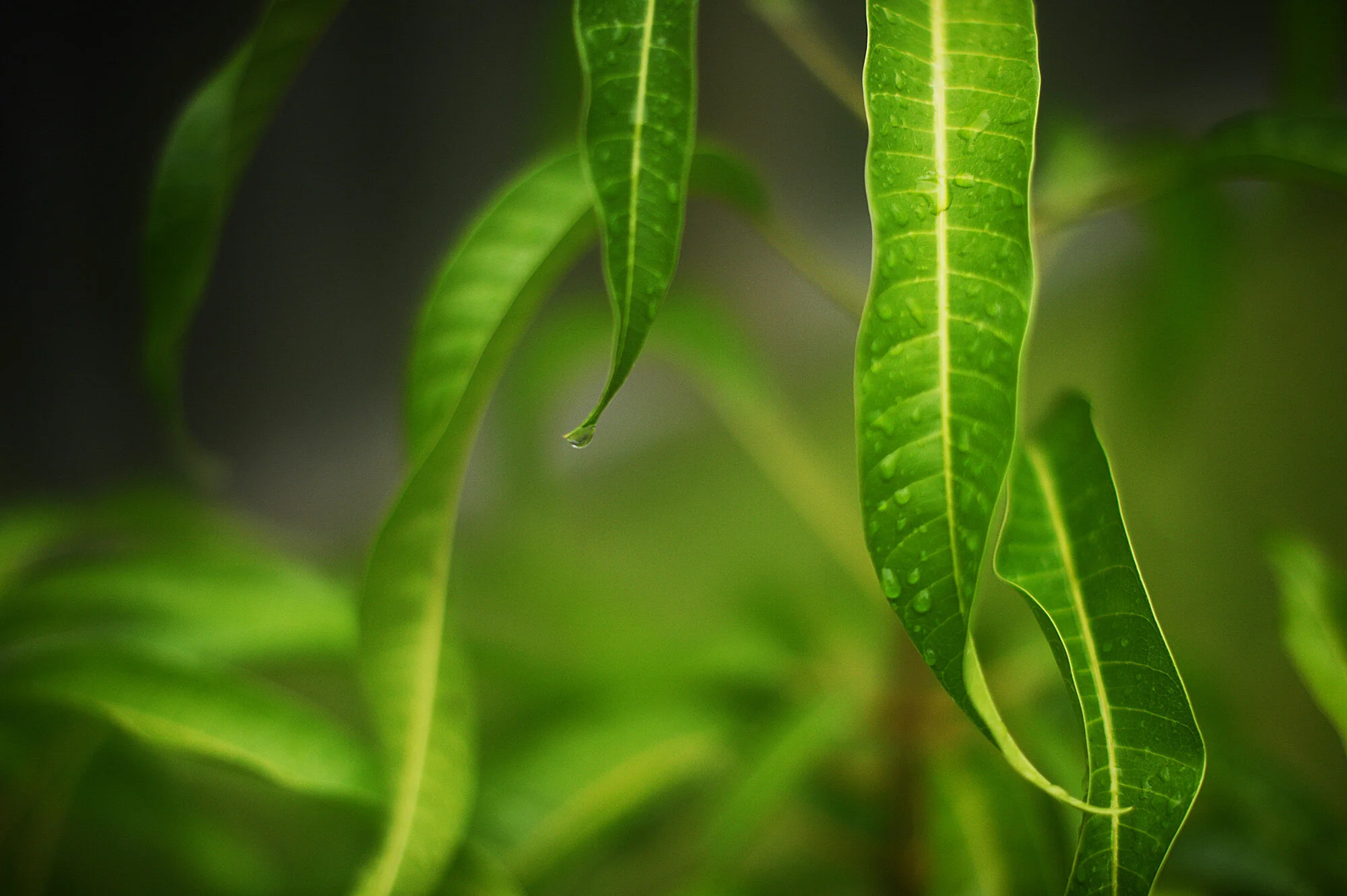 the mango tree (77/100)