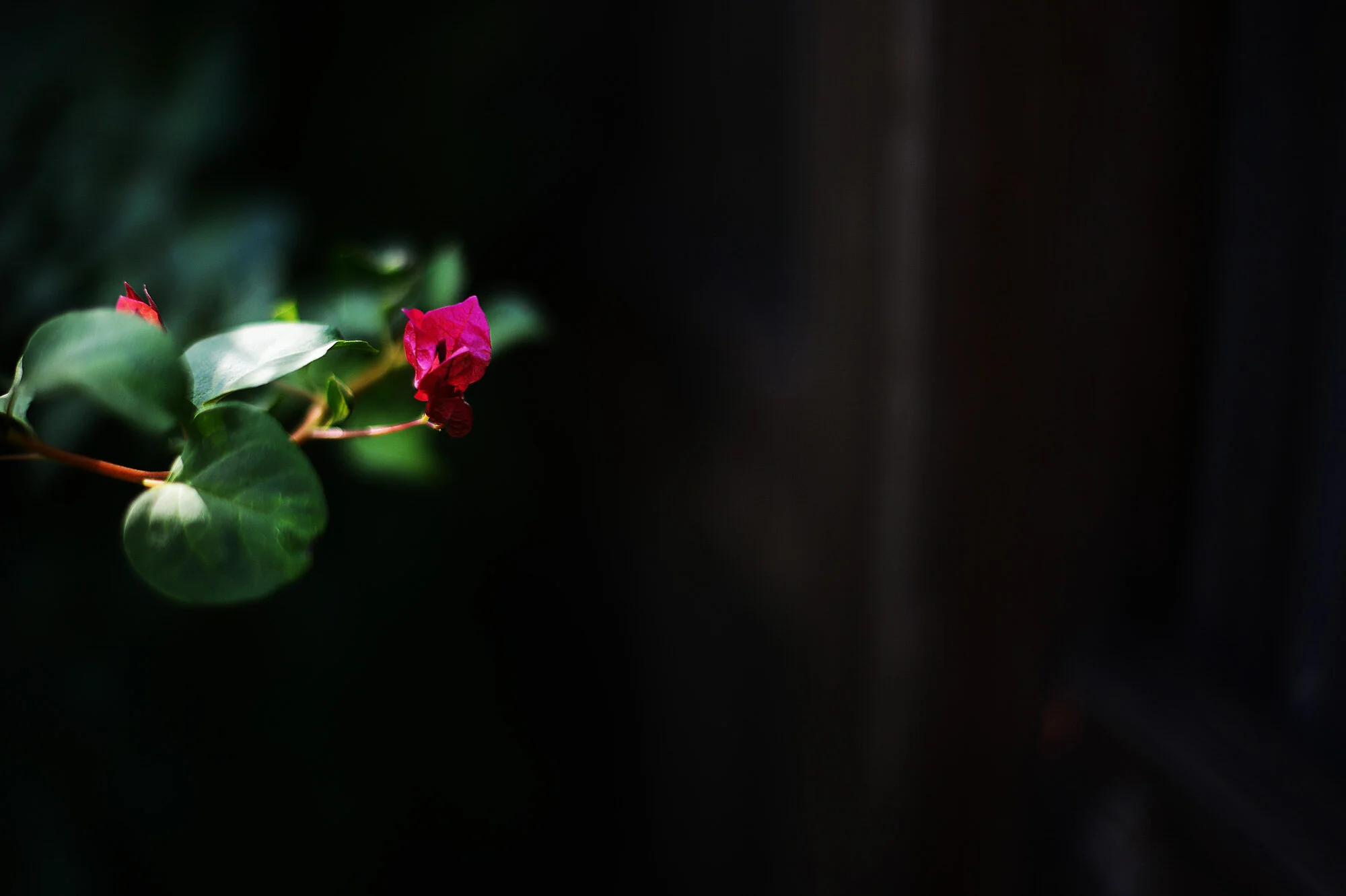 vicarious delight (91/100)