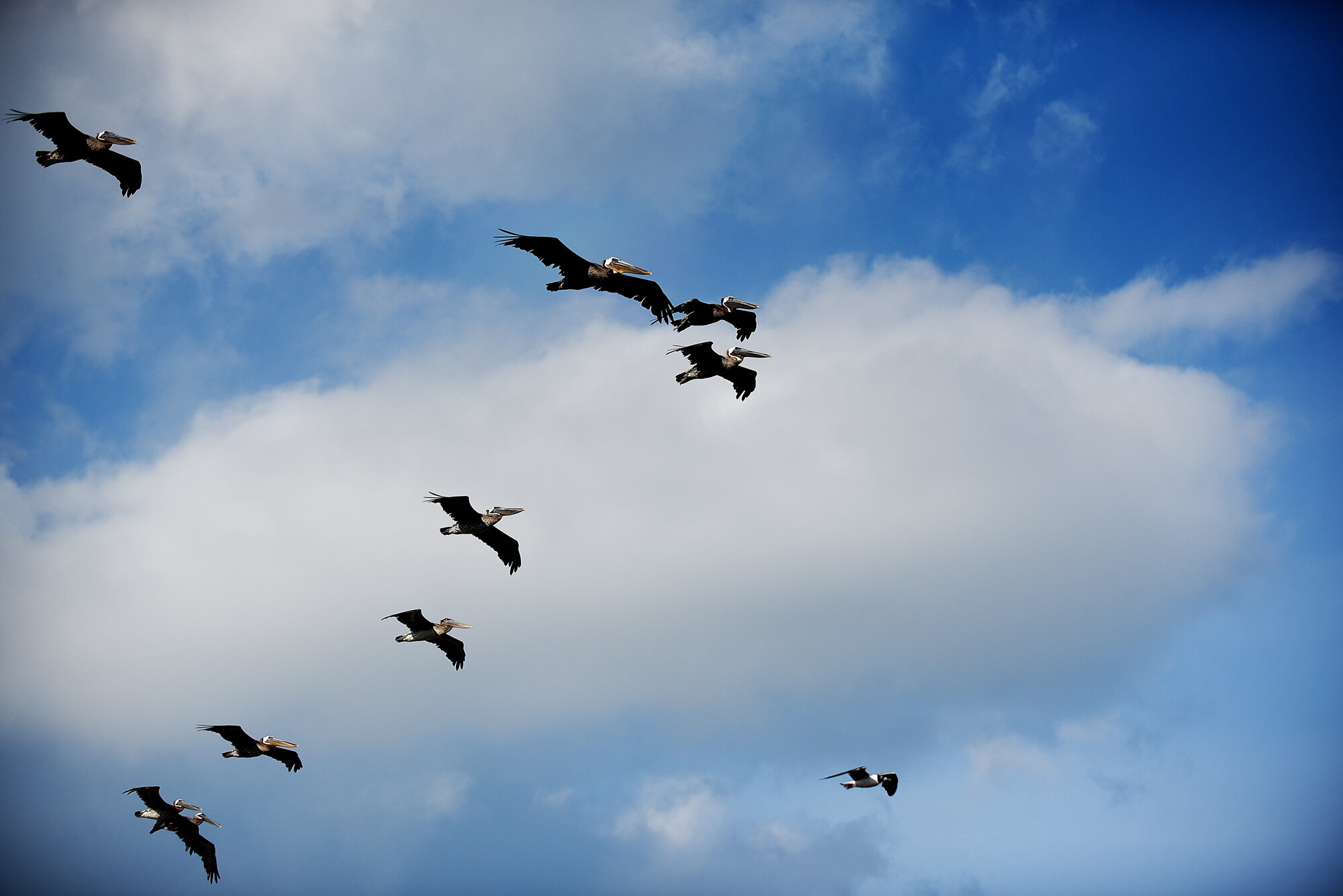 Flocks of brown pelicans kept flying over our house.  I love pelicans.