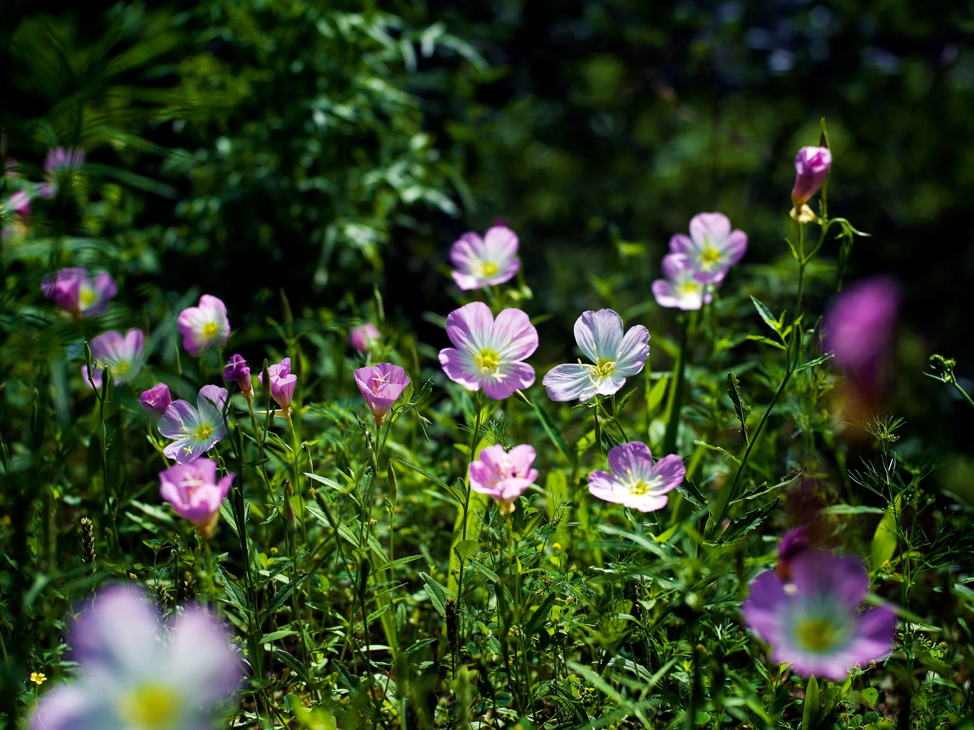a cadence of self-compassion