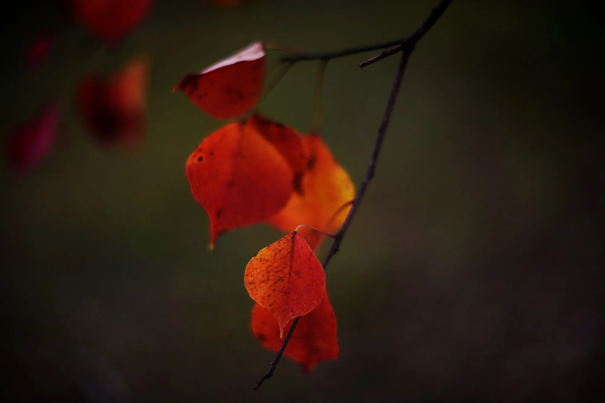 the laws of the motion of life (redux)