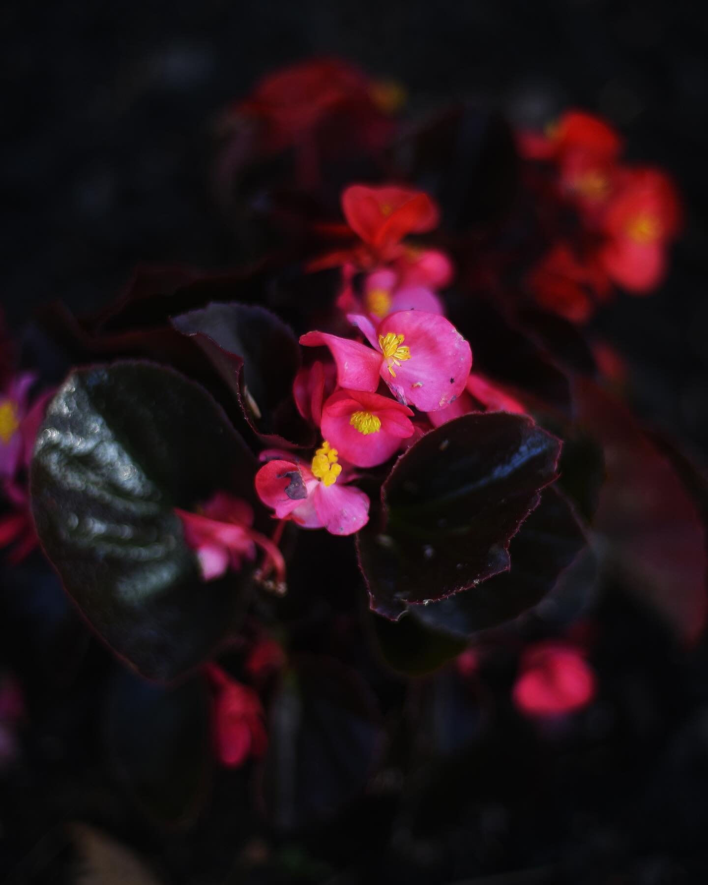 Sharing a couple of photos of the begonias Marcus planted in our garden (aren&rsquo;t they lovely?) to let you know that the times, they are a-changin&rsquo;, and my time here on the socials will be drawing nigh. I&rsquo;ll explain it all in my comin