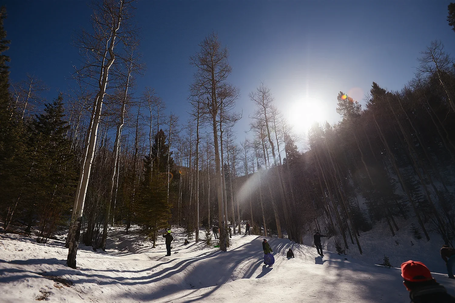 the communal compassion of aspens
