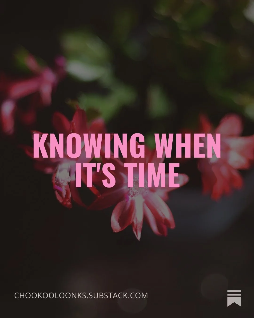 " It turns out that Christmas cacti symbolize hope, resilience, love, and renewal &mdash; perfect for moving into a new year, don&rsquo;t you think?"

Wrote about some lessons a few Christmas cacti taught me over at the substack. Also -- HE