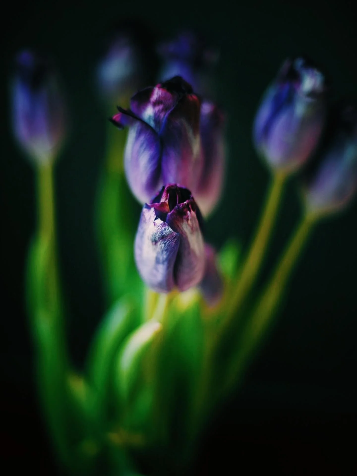 Grocery store tulips. Because sometimes it&rsquo;s good to remind yourself you still live in a world where it&rsquo;s possible to buy grocery store tulips.