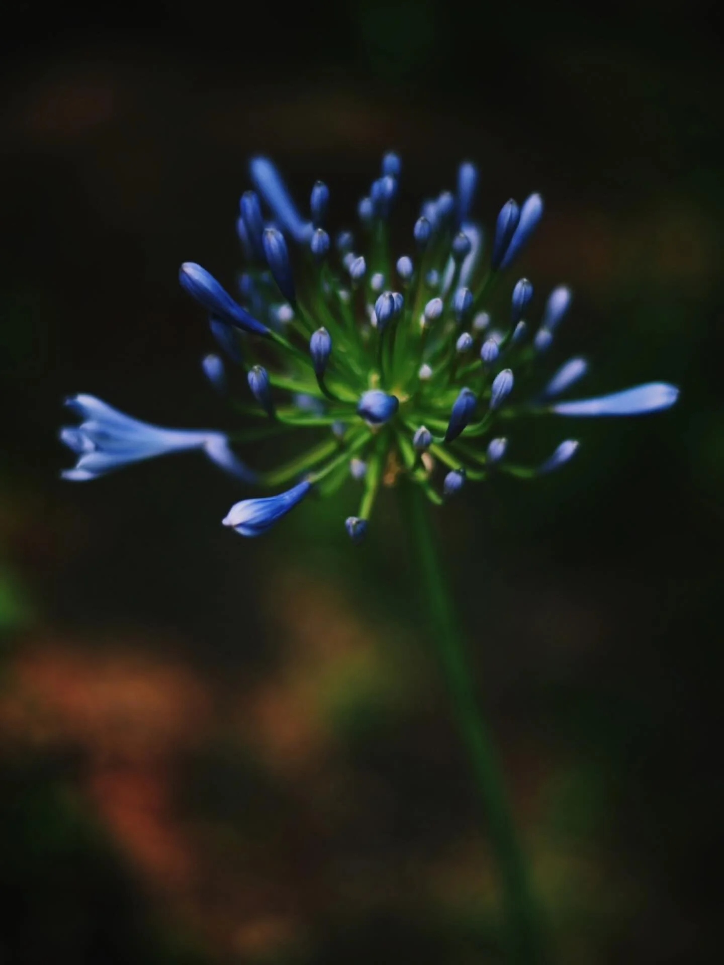 Dusted off a camera I haven&rsquo;t used for a while to get it ready for my trip to Boulder and @alexisrhys&rsquo;s graduation. Took this photo in a neighbour&rsquo;s garden, because these flowers always look like an explosion of potential&mdash; whi