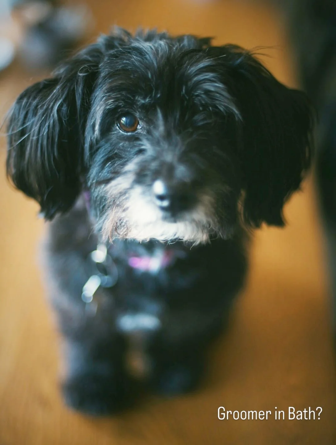 Hi, lovelies!  I interrupt your scrolling with this fuzzy face to make a plea: we&rsquo;re desperately seeking a dog groomer in Bath (or Bristol, if it&rsquo;s close to the train station, since I don&rsquo;t drive!). If you know of any groomers or co