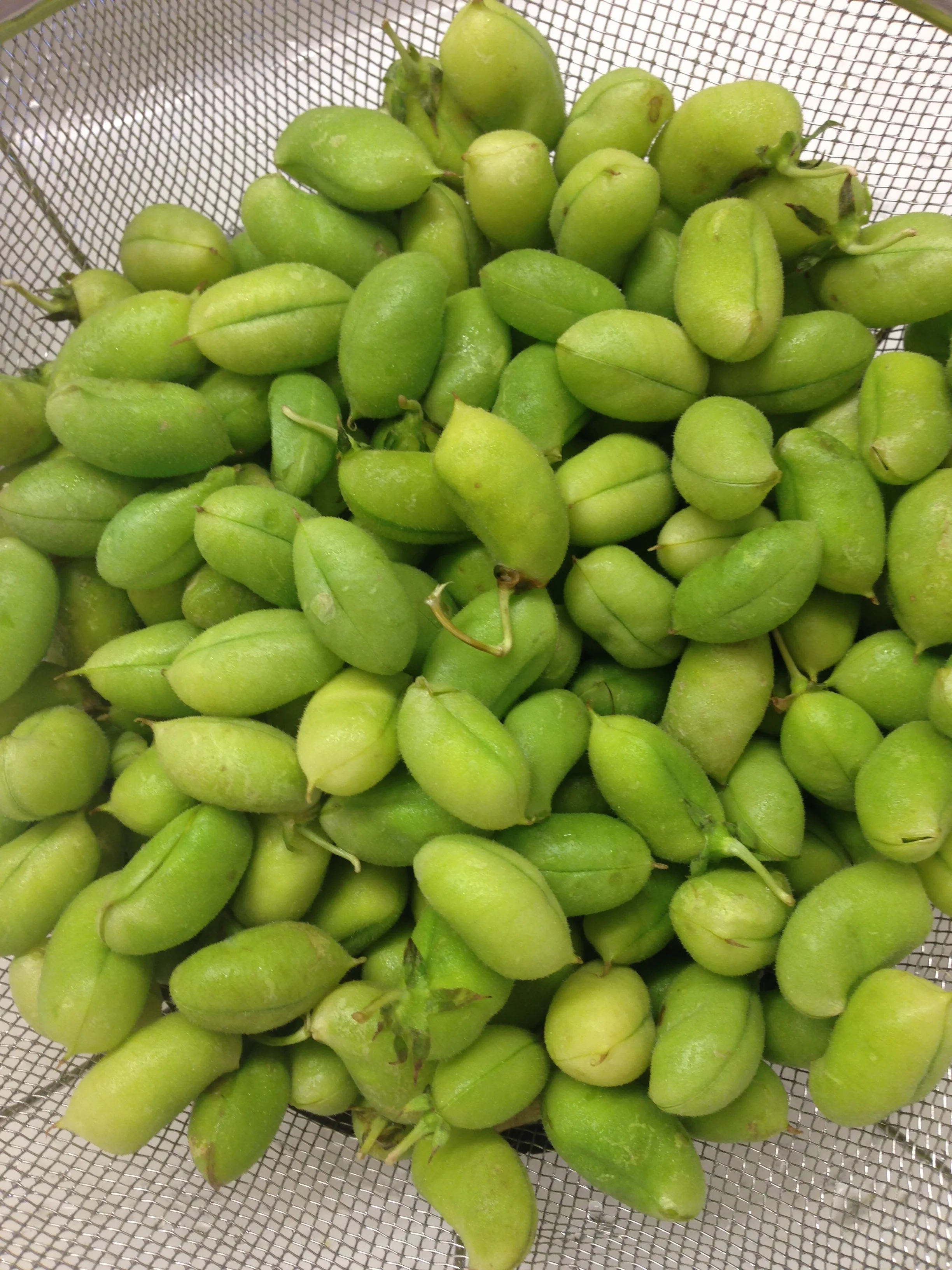 Fresh Chickpeas — LaLa Lunchbox