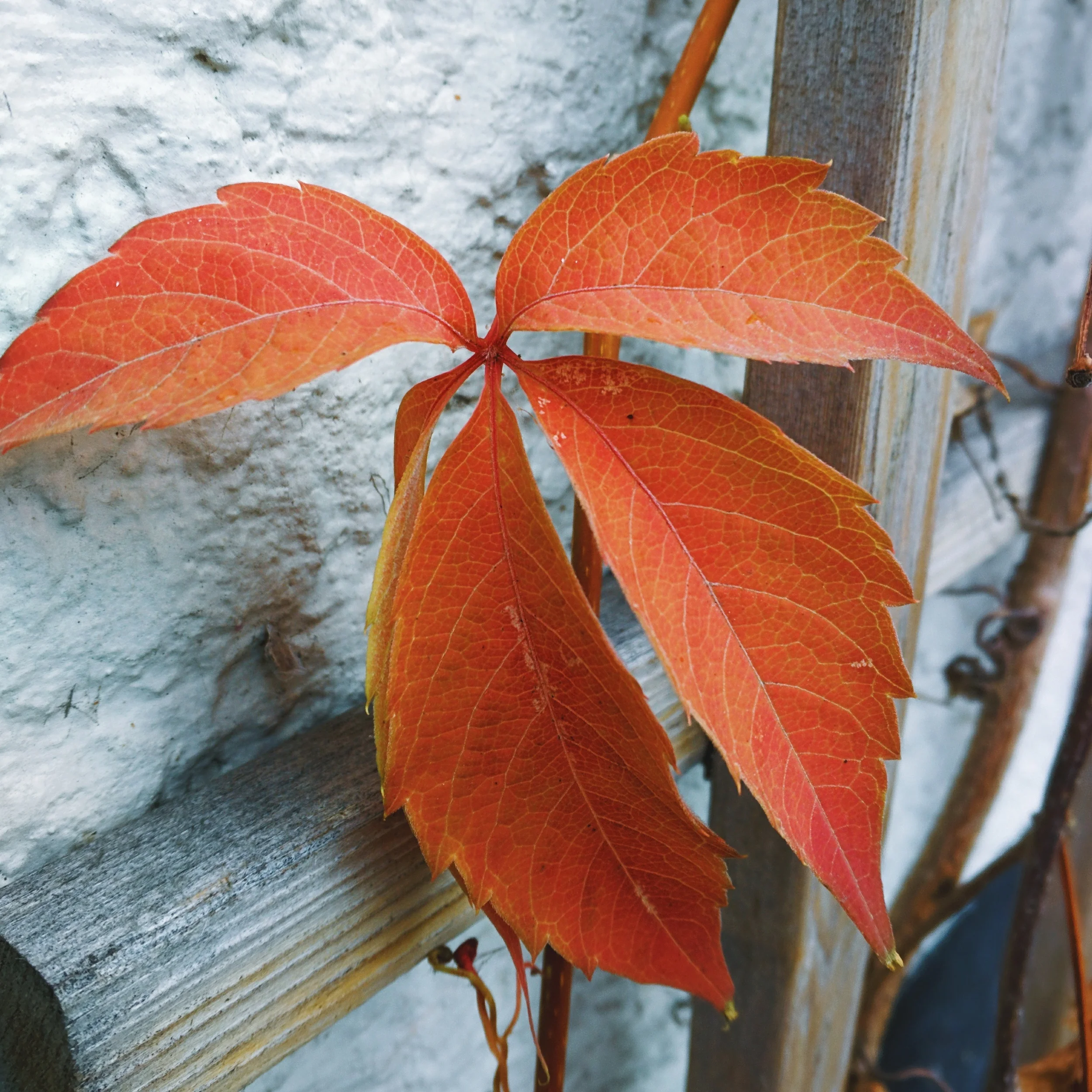 current pic: last leaves on my trellis.
