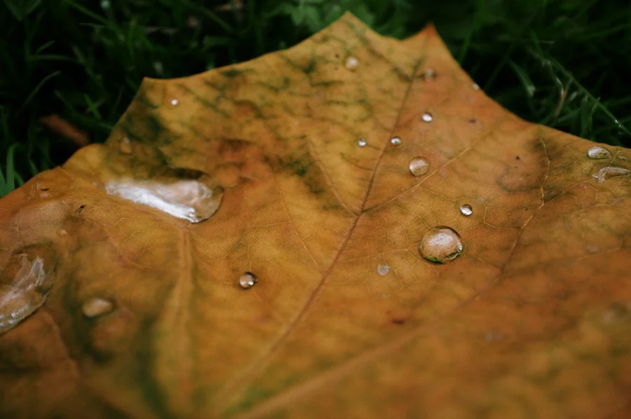 Transient